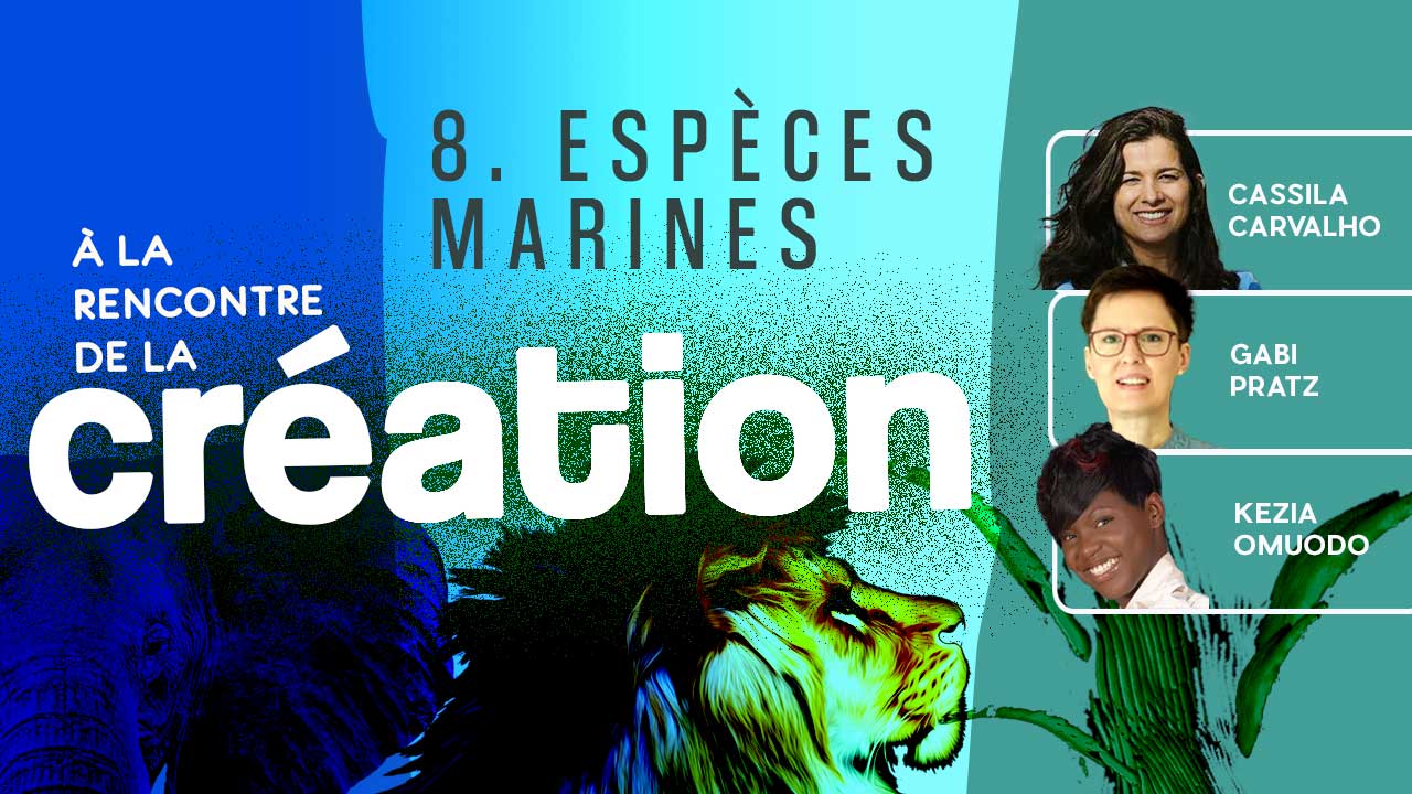 Espèces marines ⎢À la rencontre de la Création #8