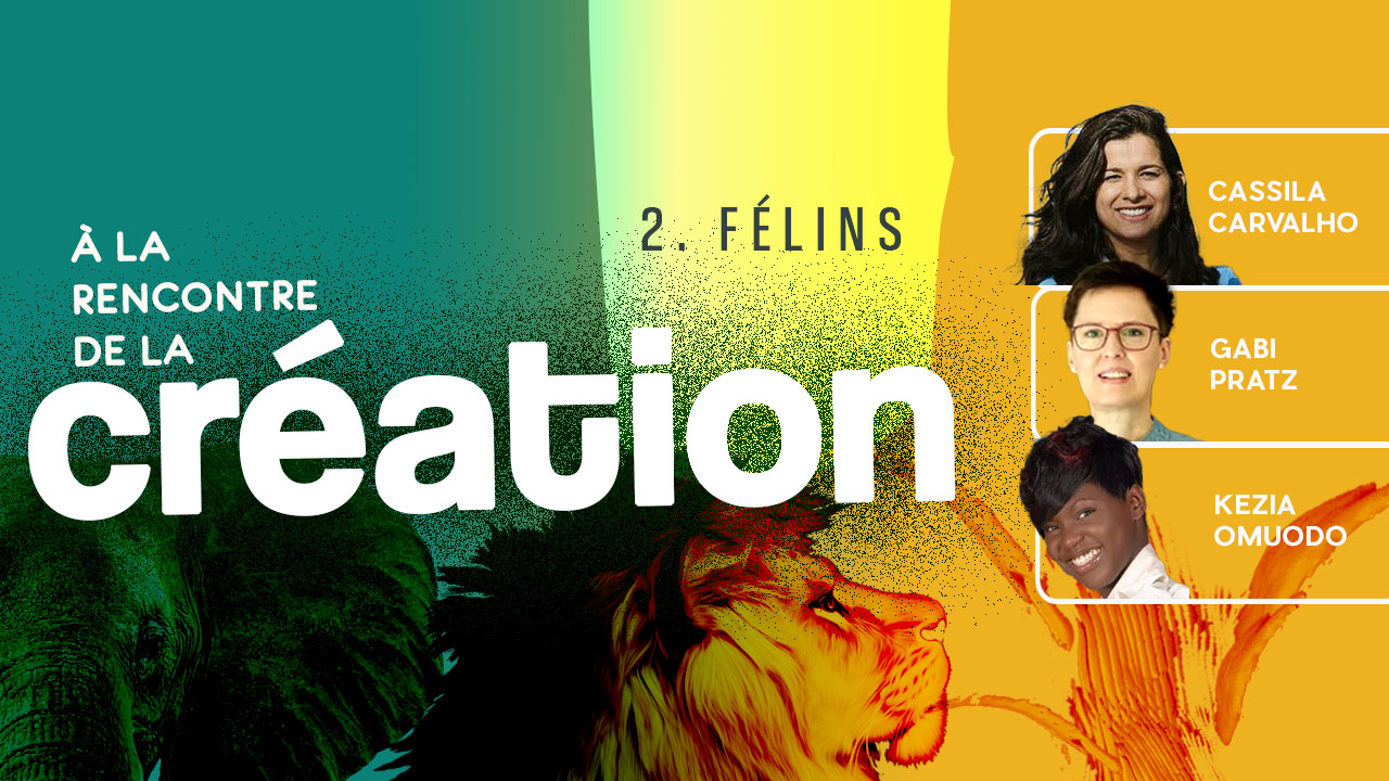 À la rencontre de la Création #2 – Félins