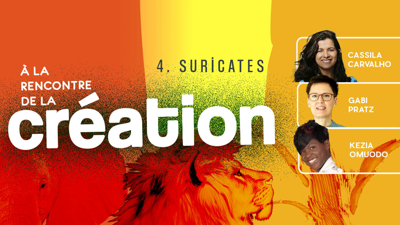 À la rencontre de la Création #4 – Suricates