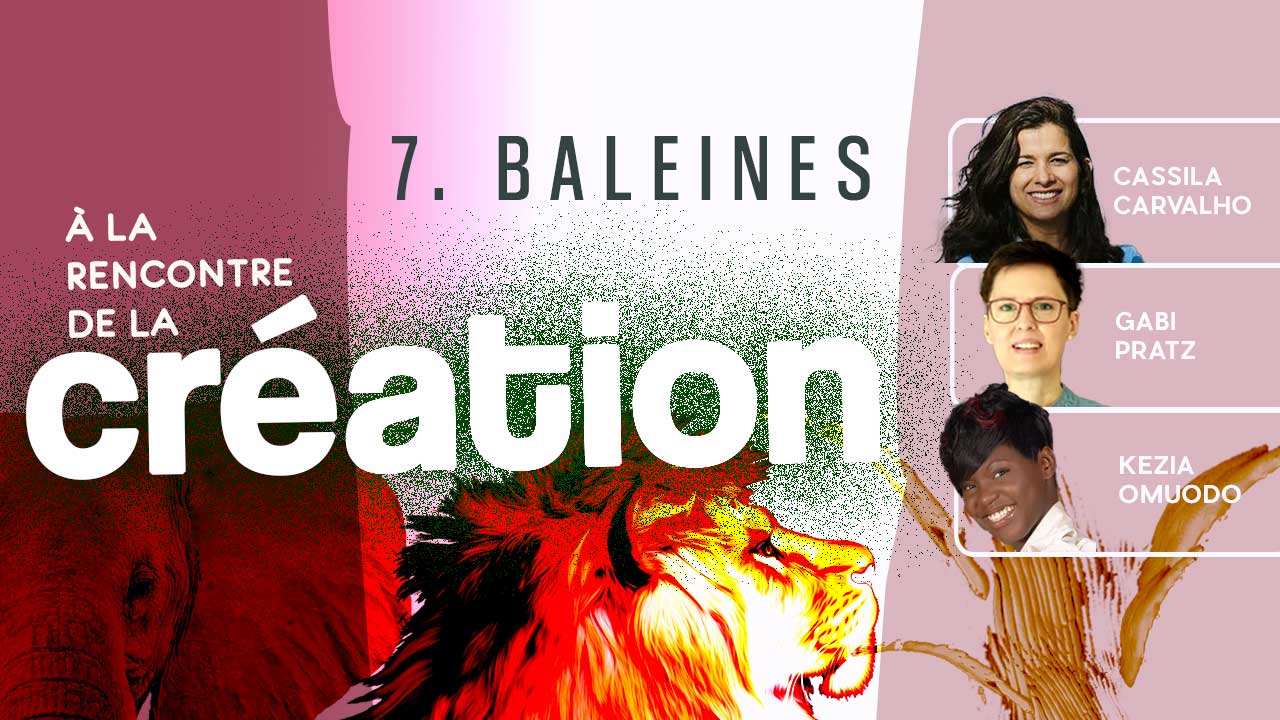 Les baleines – À la rencontre de la Création #7