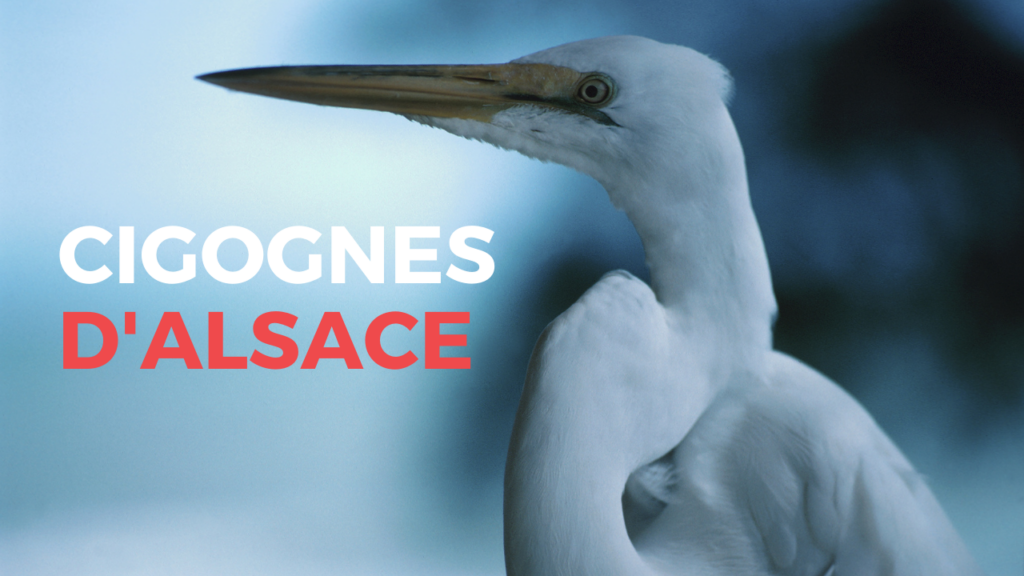 Cigognes d'Alsace