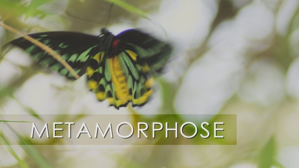 Métamorphose