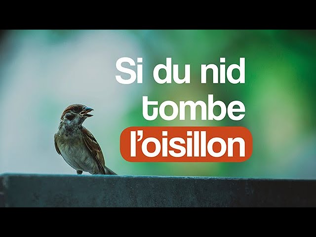 Si du nid tombe l&rsquo;oisillon – Louange